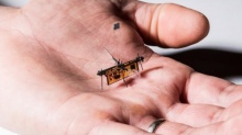 นวัตกรรมใหม่ หุ่นยนต์แมลง บินได้แบบไร้สาย ในที่โดรนเข้าไม่ถึง